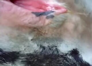 Deliciously wet mare vag showcased up close in a zoo porno film