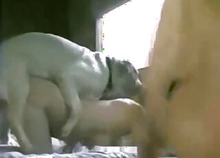 Doggystyle fuck with a sexy zoophile and a white dog that cums