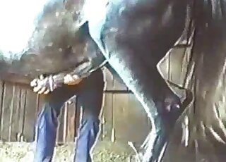 Blue jeans dude gives this farm animal a very passionate handjob