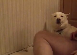 Confident zoophile jerking a dog's cock in a taboo POV porn video