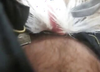 Hairy dick of a horny zoophile is being inserted in a POV zoo video