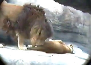 Lion porn movie with a sexy wild cat fucking wildly for the camera