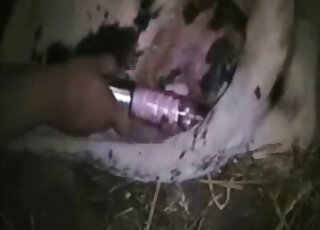 Farm animal's pussy is being pleasured by a dildo with a nice twist