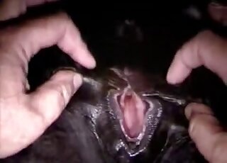 Twisted porn movie showing a black stallion and hot mare pussy